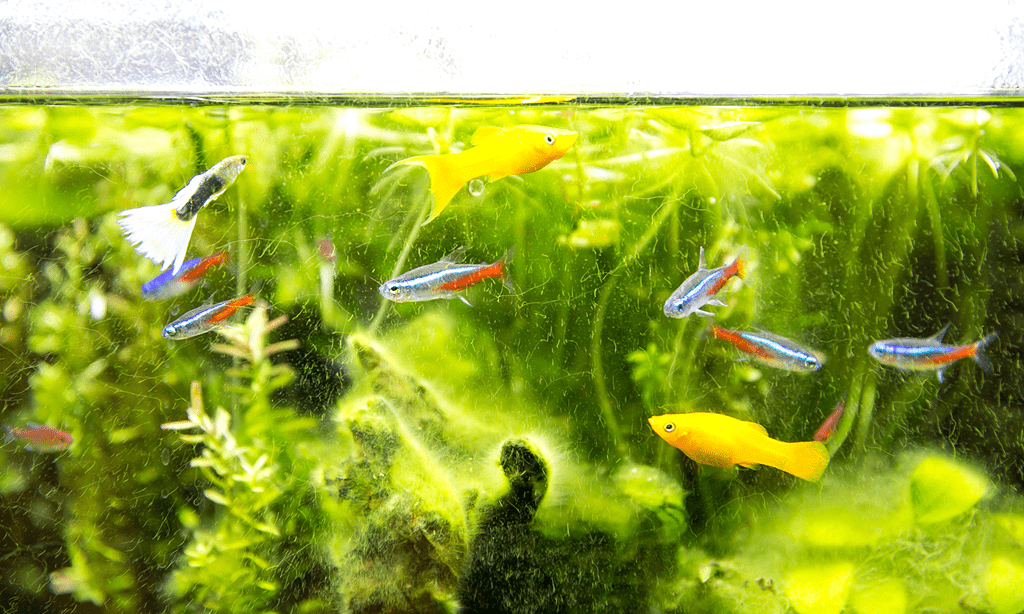 水槽
